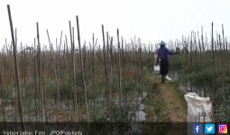 Kebun Cabai Diserang Virus, Petani Rugi Besar - JPNN.com