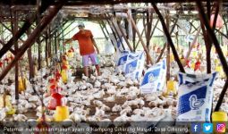 Harga Jual Anjlok, Peternak Ayam di Banten Gulung Tikar - JPNN.com