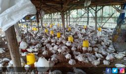 Kementan Dorong Bantuan Ayam Bekerja Pada Rakyat Miskin di Nganjuk - JPNN.com