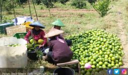 Manis dan Segarnya Budidaya Jeruk Lemon - JPNN.com