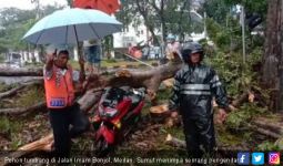 Pohon Besar di Jalan Imam Bonjol Tumbang, Seorang Pengendara Motor Sekarat - JPNN.com