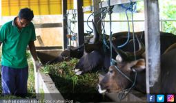 Kementan Dukung Pencanangan Kampung Inseminasi Buatan Sapi Pertama di Indonesia - JPNN.com