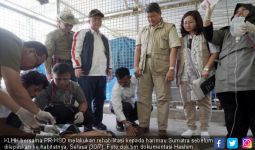 Usai Proses Penyelematan, Sepasang Harimau Sumatra Segera Dikirim ke Habitat Aslinya - JPNN.com
