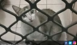 Netizen Kecam Pria Pemakan Kucing Hidup - JPNN.com