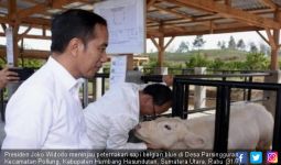 Kelakar Pak Jokowi soal Sapi Kementan Senang Diternakkan di Desa Parsingguran - JPNN.com