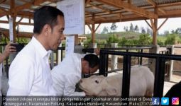 Presiden Tinjau Proyek Peternakan dan Pertanian di Desa Parsingguran - JPNN.com