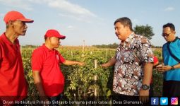 Program Grand Design Hortikultura Diyakini Bakal Perluas Pasar Ekspor - JPNN.com