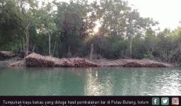 Pembalakan Hutan Bakau Marak, Kondisinya Parah, Nelayan pun Sedih - JPNN.com