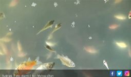 Ratusan Ikan Hias Mati, Pedagang Minta PLN Beri Kompensasi - JPNN.com