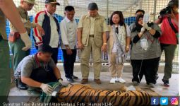 Returning Sumatran Tiger Bonita and Atan Bintang to Their Habitat - JPNN.com