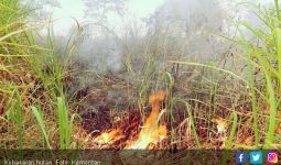 335 Hektare Hutan Terbakar, Satu Orang Meninggal Dunia - JPNN.com