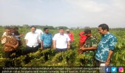 Siasat Ditjen Hortikultura Kementan Pacu Pengembangan Varietas Cabai Unggul - JPNN.com