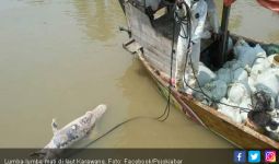 Lumba-Lumba Ditemukan Mati di Laut Karawang - JPNN.com