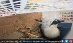 Balai Karantina Bardarlampung Gagalkan Penyeludupan Ribuan Ekor Burung - JPNN.com