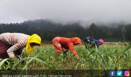 Tim Verifikatur Kementan Bikin Petani Bawang Putih Kian Nyaman - JPNN.com