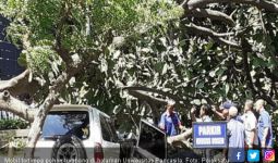 Mobil Tertimpa Pohon Tumbang, Istri Meninggal Dunia, Suami Luka-Luka - JPNN.com