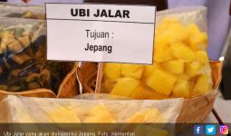 Petani Harus Menanam Bibit Unggul Ubi Jalar agar Bisa Tembus Pasar Ekspor - JPNN.com