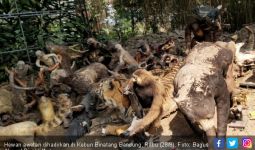 BBKSDA Jabar Musnahkan 263 Ekor Hewan yang Diawetkan Kebun Binatang Bandung - JPNN.com