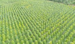 2019, Ekspor Perkebunan dan Peternakan Tumbuh di Atas 4 Persen - JPNN.com