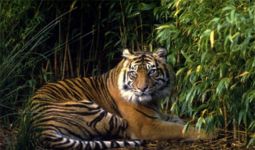 Beredar Kabar Ada 3 Harimau Berkeliaran di Kampung Bekalar - JPNN.com