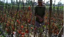 Harga Anjlok, Tomat Dibiarkan Petani Membusuk di Kebun - JPNN.com