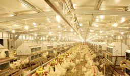 Malaysia Larang Ekspor Ayam, Hukuman Mengerikan Bagi yang Nekat - JPNN.com