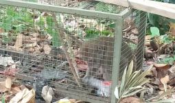 Monyet yang Menyerang Bocah di Bogor Masuk Jebakan - JPNN.com
