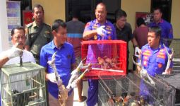 Gagalkan Penyelundupan Ratusan Burung Langka dari Papua - JPNN.com