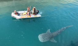 Personel Lanal Banyuwangi Berhasil Bebaskan Hiu Macan Dari Kolam Inlet PLTU Paiton - JPNN.com