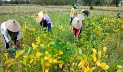 Hari Tani Nasional: Petani Kedelai Sedang Resah karena Harga Anjlok - JPNN.com