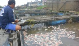 DKP3 Ungkap Penyebab Kematian Puluhan Ton Ikan di Sungai Martapura - JPNN.com