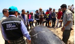Tujuh Ikan Paus Terdampar di Pulau Sabu, Kondisinya Mengenaskan - JPNN.com