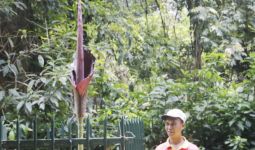 Tanaman Langka Mekar di Kebun Raya Bogor - JPNN.com