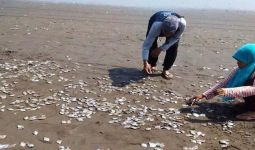 Ribuan Ikan Mati di Pantai Jetis Cilacap - JPNN.com