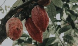 Andi Akmal Soroti Soal Produksi Kakao di Indonesia, Begini Catatannya - JPNN.com