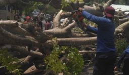 Evakuasi Pengendara Motor Tertimpa Pohon Tumbang Berlangsung Dramatis - JPNN.com