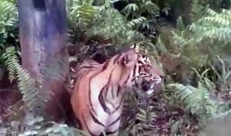 Hiii, Harimau Sumatera Berkeliaran - JPNN.com