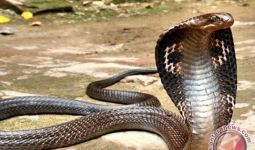 Pawang Ular Tewas 'Dicium' Cobra - JPNN.com