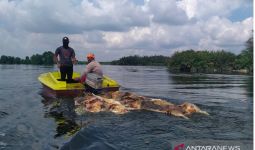Bangkai Babi Kolera yang Dibuang ke Sungai Berpotensi Sebabkan Penyakit Berbahaya - JPNN.com