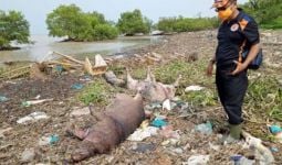Bangkai Babi Berserakan di Pantai Tagaule Nias - JPNN.com