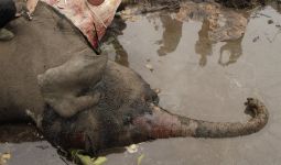 KLHK Turunkan 11 Petugas Selidiki Kasus Gajah Mati di Konsesi Arara Abadi - JPNN.com