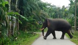 Coba Bayangkan! Tiba-Tiba Gajah Mengamuk di Dekat Anda, Merusak Pagar Masjid - JPNN.com