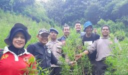  Ratusan Ribu Batang Ganja Bernilai Miliaran Rupiah Dibakar di Hutan - JPNN.com