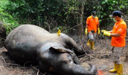 Pembantai Gajah Sumatera Masih Berkeliaran, Ternyata Begini Modusnya - JPNN.com
