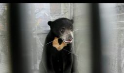 Beruang Madu Muncul Lagi di Kelok 44, Novrizal Pilih Menghindar karena Takut Diserang - JPNN.com