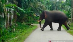 Gajah Liar Mengamuk di Desa Dusun Tua, 1 Warga Terluka - JPNN.com