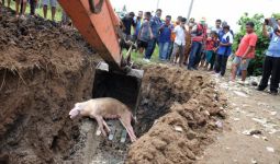 Info Terbaru dari Kapolda Sumut Soal Kasus Pembuangan Bangkai Babi - JPNN.com