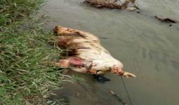 Bangkai Babi Mengapung di Aliran Sungai Padang, Warga Tebing Tinggi Resah - JPNN.com