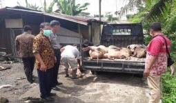 Lihat nih, Belasan Ekor Bangkai Babi di Tebing Tinggi Dievakuasi - JPNN.com