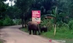 Dua Gajah Sumatera Liar Berkeliaran dekat Kantor Polisi - JPNN.com